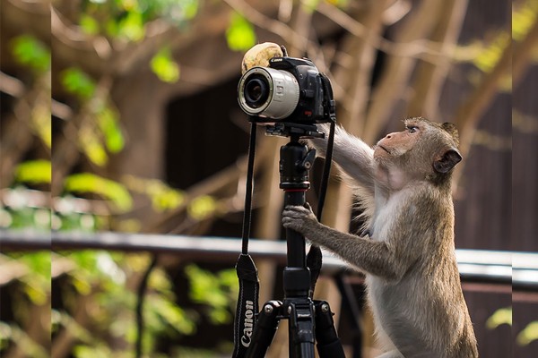 Este mono está buscando un buen enfoque