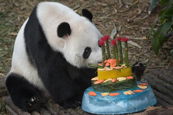Este panda y su pastel