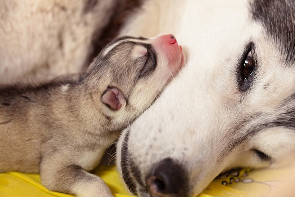 Husky mamá con un Husky bebé