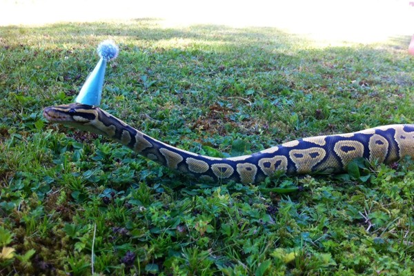 Incluso esta serpiente está de fiesta