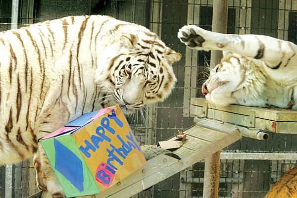 Los tigres abriendo sus regalos