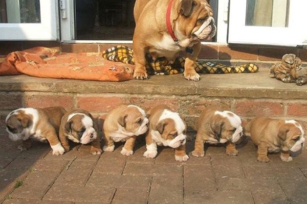 Mamá y sus cachorros