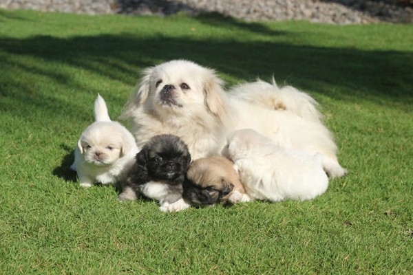 Mamá y sus nuevos cachorros
