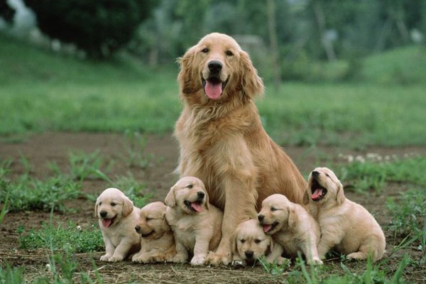 Mamá y sus seis cachorros