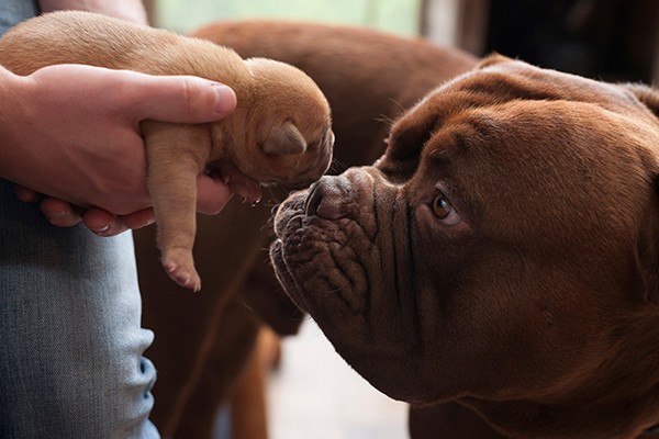 Papá conociendo a sus cachorros