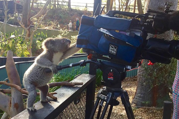 Un koala revisando el lente