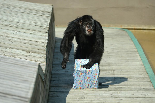 Un mono muy emocionado por su regalo
