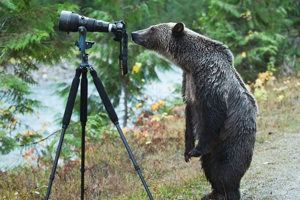 Un oso viendo la imagen