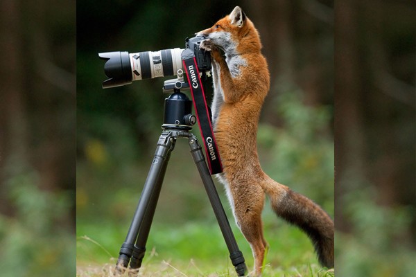 Un zorro a punto de tomar una buena foto