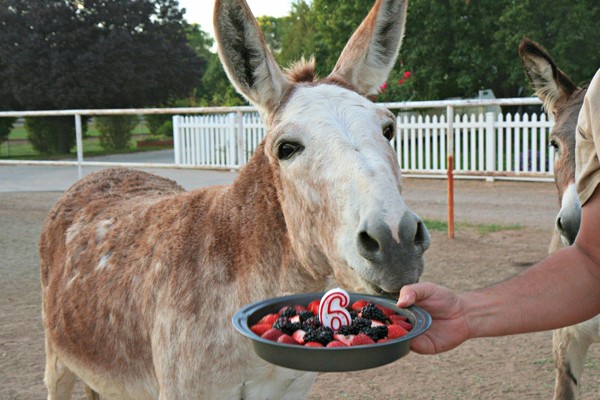 Este adorable burro cumpliendo 6