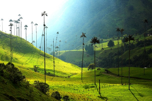 Valle Cocora en Colombia