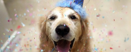 16 hermosas fotos de animales celebrando su cumpleaños