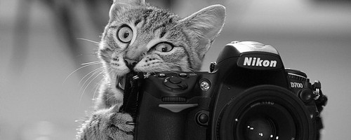 20 adorables fotos de animales actuando como fotógrafos