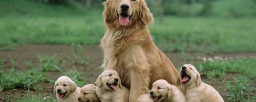 18 fotos hermosas de perros cuidando a sus cachorros