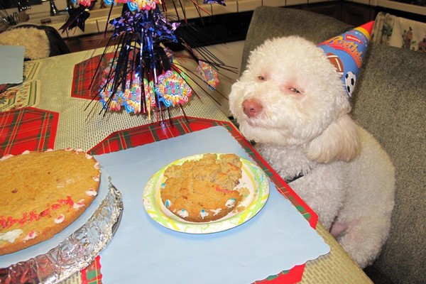 Este sonriente perro