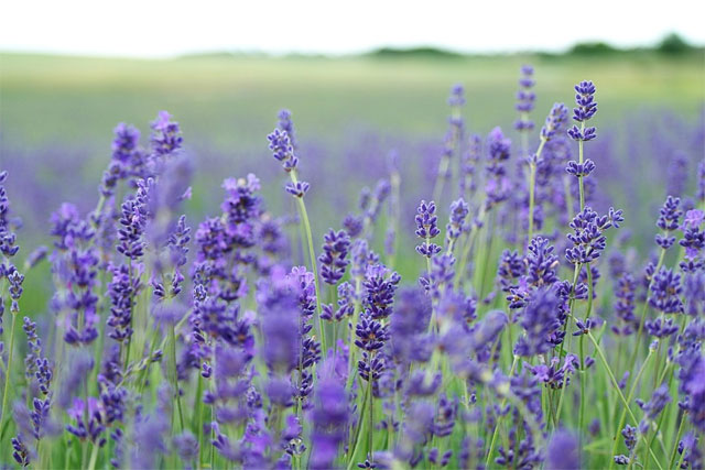 1. Lavanda