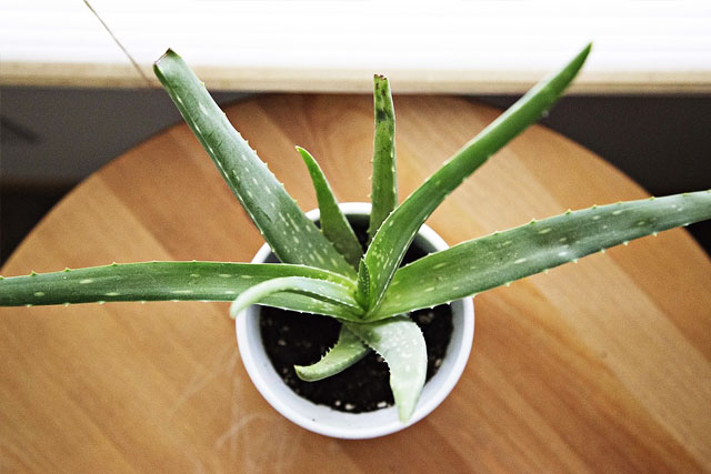 2. Aloe Vera