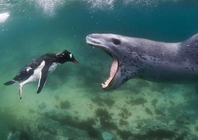 Foca leopardo