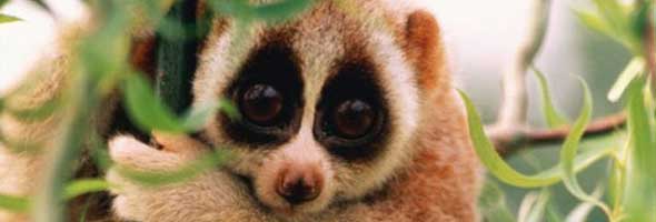 Adorables animales que podrían llegar a hacerte mucho daño