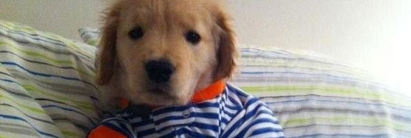 20 adorables mascotas en pijama. ¡Son súper tiernos!