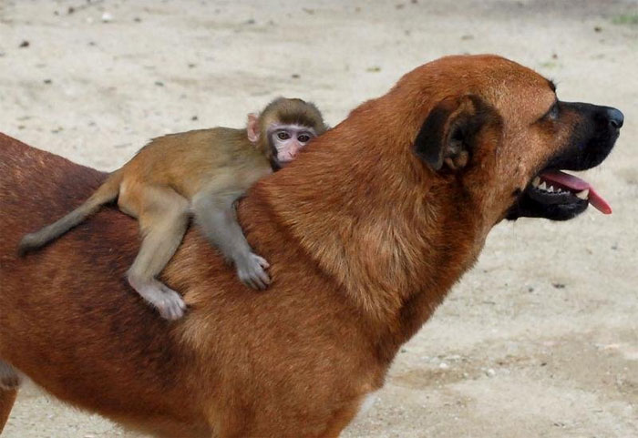 2. Perros que adoptan a primates