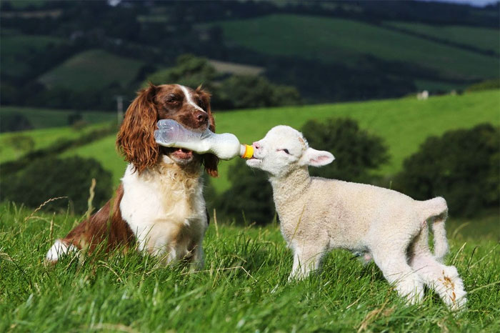 3. Perros que cuidan de los animales que vigilan