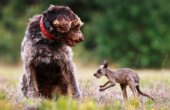 5. Perros que adoptan a especies en las antípodas de su raza