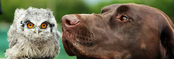 Conoce las increíbles historias de los perros que adoptan animales