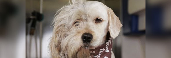 A este perrito callejero le cortaron el pelo, lo que sucede después me conmovió el corazón