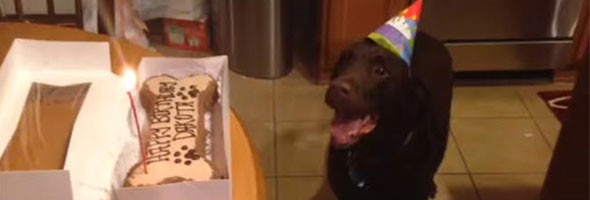 Este perro nos enseña cómo festejar un cumpleaños. Nunca verás un festejo igual
