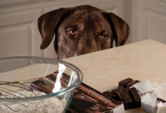 1. Chocolate, una delicia no apta para perros