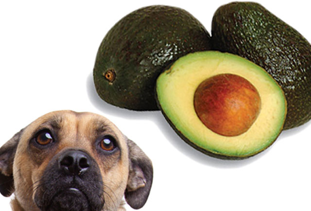 2. Ni aguacate ni guacamole, por muy mexicano que sea el perro