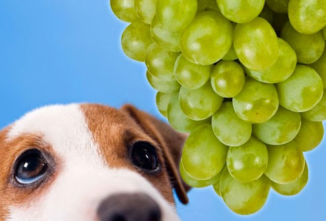 3. Las uvas, ni para celebrar el Año Nuevo