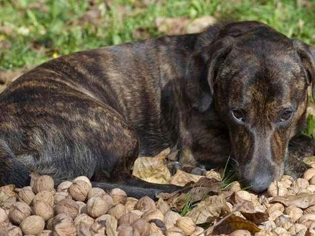 10. Las nueces: todas son dañinas, pero las de Macadamia aún más