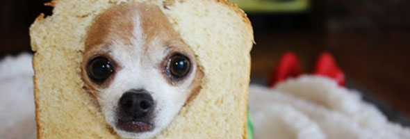 10 alimentos que podrían matar a tu perro. Evita que los coma