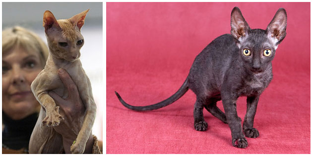 7. El Cornish Rex