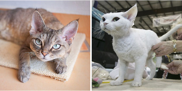 10. El bromista Devon Rex