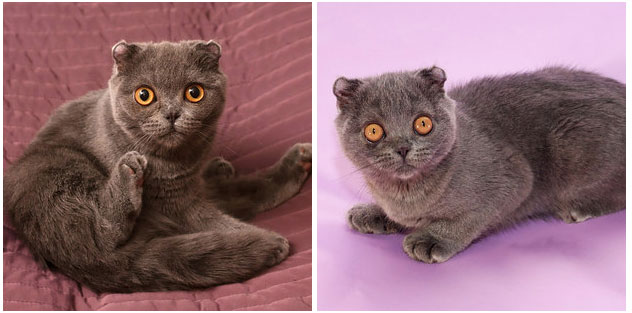 11. El Scottish Fold