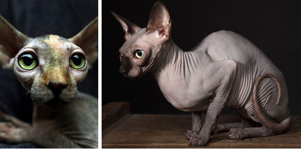 14. El extraño Sphynx