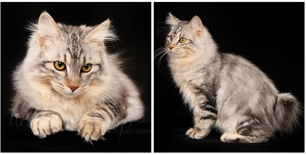 15. El Kurilian Bobtail