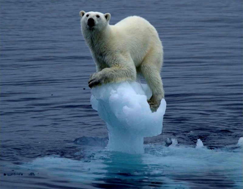 7. Extinción de la fauna polar