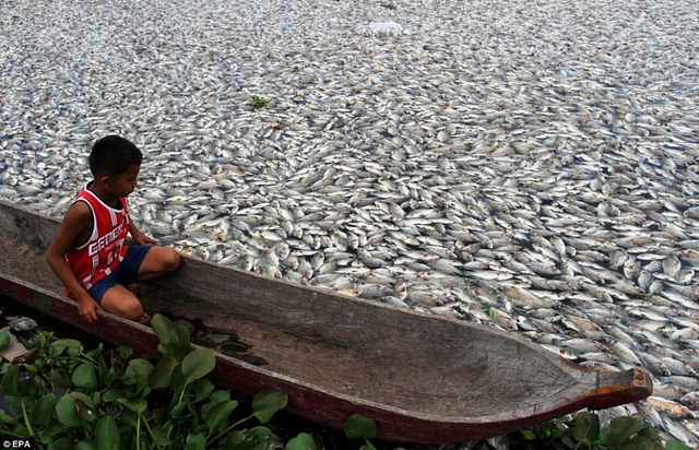 10. Millones de peces mueren a causa de la acidificación de los mares