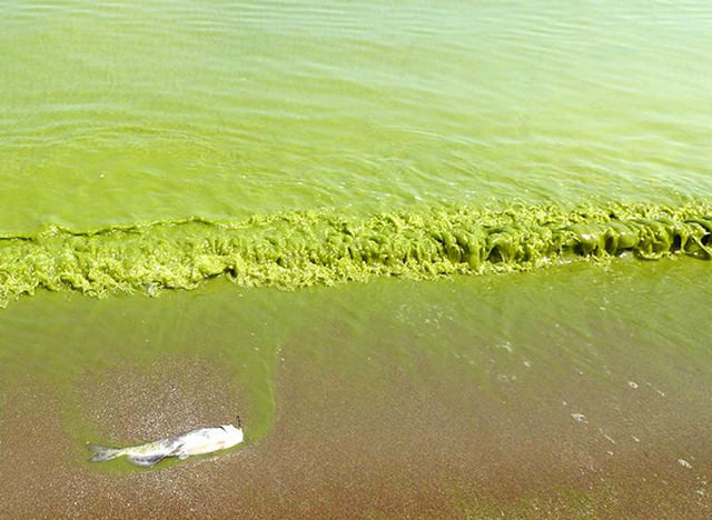 11. Los problemas también están presentes en las aguas cálidas