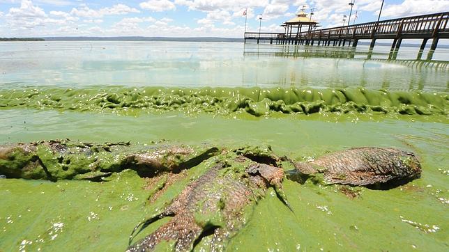 12. La contaminación de las aguas dulces