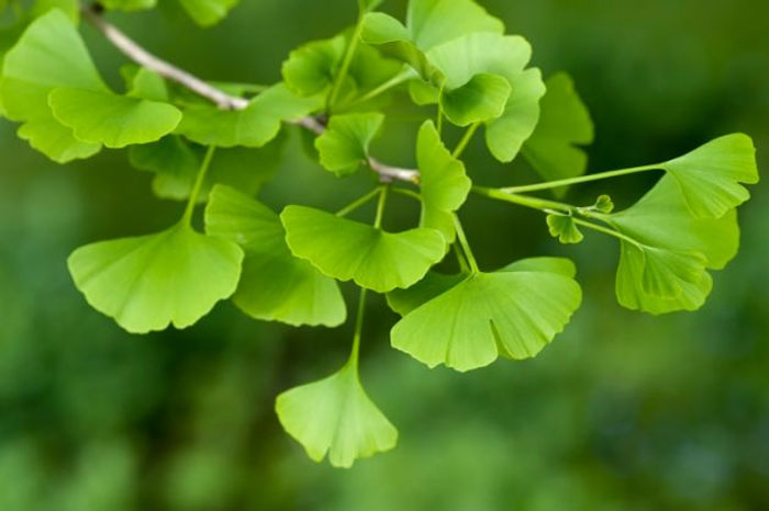 3. Ginkgo Biloba