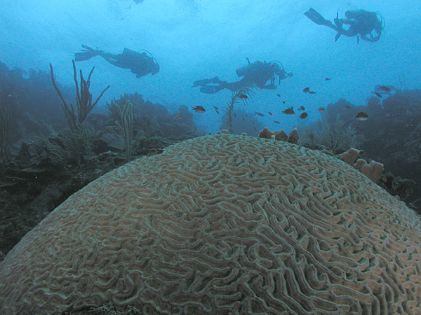 4. Arrecifes coralinos en la isla de Roatán, Honduras