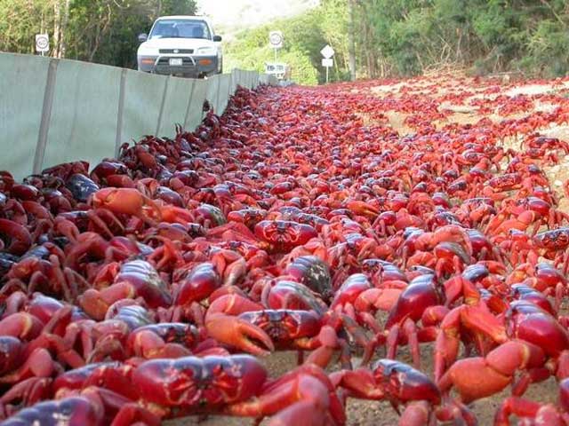 6. La emigración de cangrejos rojos