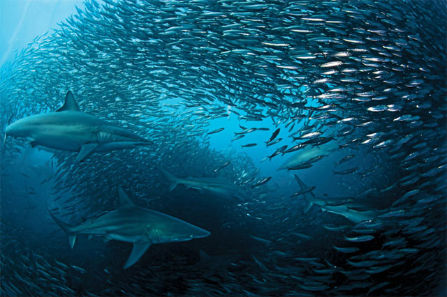 8. La huida de las sardinas