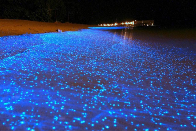 11. Las olas bioluminiscentes