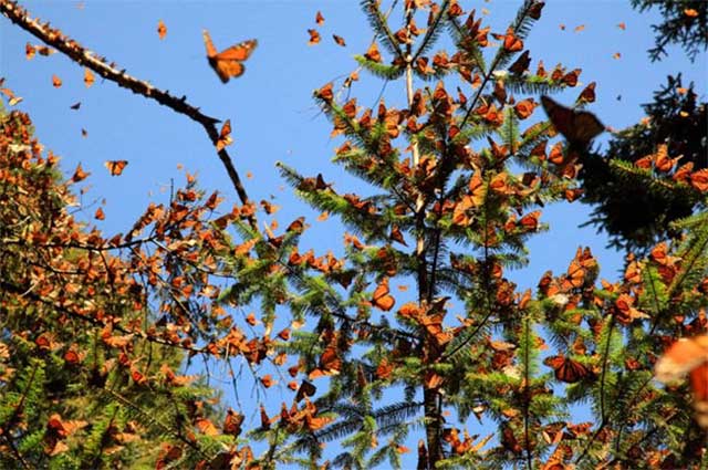 15. La migración de mariposas monarca